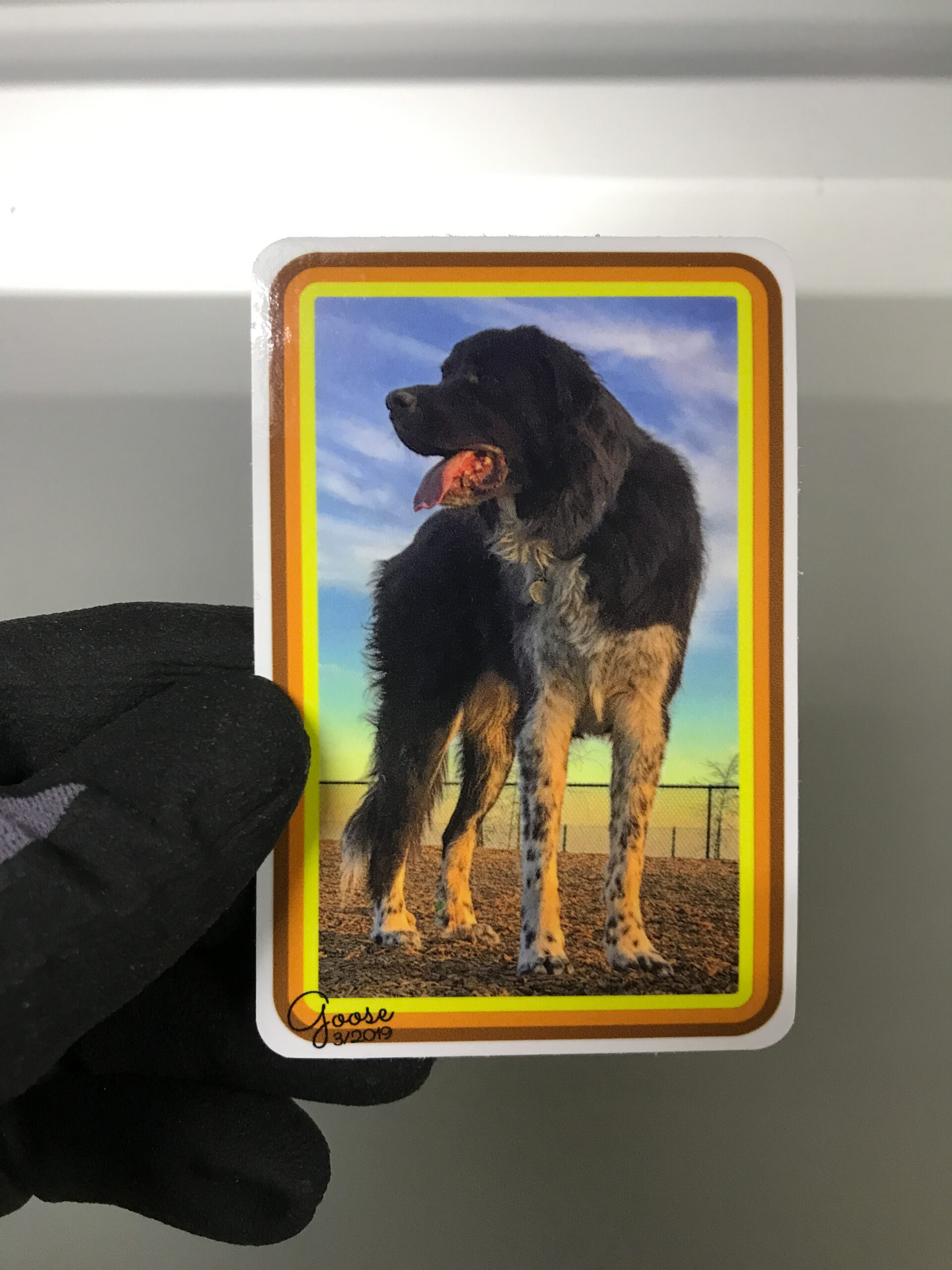 a photographic sticker of a good dog named Goose.